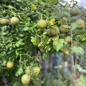 Meet your Posher, Aiso